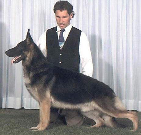 2004 BIM Ch Denridge's Lord of the Rings, TC OFA  aka Strider